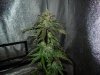 Mossys seeds 023.jpg