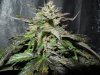 Mossys seeds 024.jpg