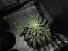 Mossys seeds 025.jpg