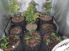 Mossys seeds 027.jpg