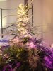 IMG_1816.jpg