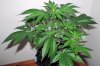 ABB_week4_3-small.jpg