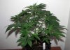 ABB_week4_2-small.jpg