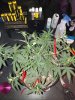 IMG_20180508_220134.jpg