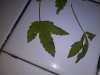 20180513_084746.jpg