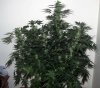 WS_week8_2-small.jpg