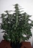 WS_week8_1-small.jpg