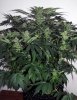SD_week10_1-small.jpg