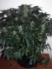 SD_week8_6-small.jpg