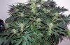 SD_week8_5-small.jpg