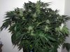 SD_week8_3-small.jpg
