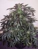 bSD_week10_6-small.jpg