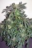 bSD_week10_5-small.jpg