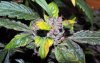 bSD_week10_4-small.jpg