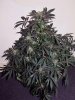 bSD_week10_1-small.jpg