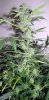 SD_week10_8-small.jpg