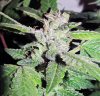 SD_week10_7-small.jpg