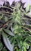 SD_week10_6-small.jpg