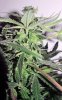 SD_week10_5-small.jpg