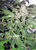 SD_week10_4-small.jpg