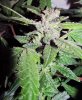 SD_week10_3-small.jpg