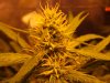 OUTLAW FemReg Day 31 Flower Day 66 oa BUD SHOTS 003.jpg OUTLAW FemReg Day 31 Flower Day 66 oa BUD SHOTS 003.jpg