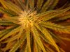 OUTLAW FemReg Day 31 Flower Day 66 oa BUD SHOTS 013.jpg OUTLAW FemReg Day 31 Flower Day 66 oa BUD SHOTS 013.jpg