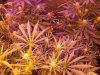 OUTLAW FemReg Day 31 Flower Day 66 oa BUD SHOTS 010.jpg OUTLAW FemReg Day 31 Flower Day 66 oa BUD SHOTS 010.jpg
