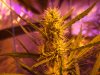 OUTLAW FemReg Day 31 Flower Day 66 oa BUD SHOTS 008.jpg OUTLAW FemReg Day 31 Flower Day 66 oa BUD SHOTS 008.jpg
