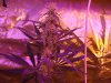 OUTLAW FemReg Day 31 Flower Day 66 oa BUD SHOTS 009.jpg OUTLAW FemReg Day 31 Flower Day 66 oa BUD SHOTS 009.jpg