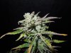 Mossys seeds 006.jpg