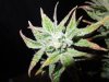 Mossys seeds 007.jpg