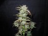 Mossys seeds 009.jpg