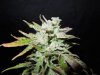 Mossys seeds 010.jpg