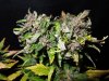 Mossys seeds 013.jpg