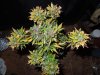 Mossys seeds 015.jpg