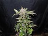 Mossys seeds 018.jpg