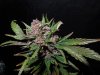 Mossys seeds 019.jpg