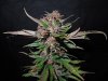 Mossys seeds 020.jpg