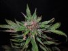 Mossys seeds 024.jpg