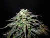 Mossys seeds 026.jpg