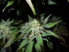 Mossys seeds 028.jpg