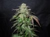 Mossys seeds 030.jpg