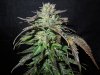 Mossys seeds 031.jpg