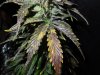Mossys seeds 032.jpg
