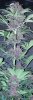 DRD B 83 days bud.jpg