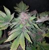 FD 69 days bud.jpg