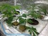 Blue Dream Clones and Heabband Seedlings.jpg