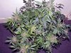 SD_harvest_9-small-small.jpg