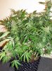 SD_harvest_4-small-small.jpg